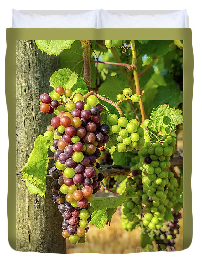 Grapes Duvet Cover featuring the photograph Pinot Gris Willamette Valley Vineyard by Leslie Struxness