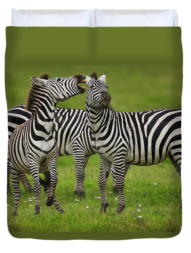 Plains Zebra Duvet Cover featuring the photograph Plains Zebras, Ngorongoro Conservation by Mint Images - Art Wolfe