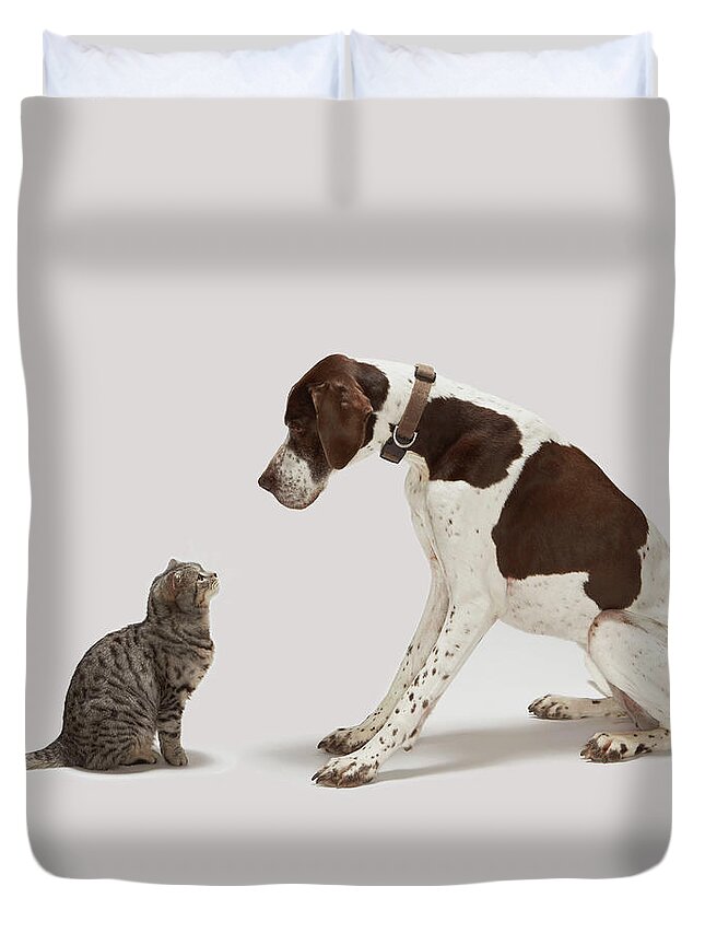 White Background Duvet Cover featuring the photograph Pointer Looking Down At Cat by Tim Macpherson
