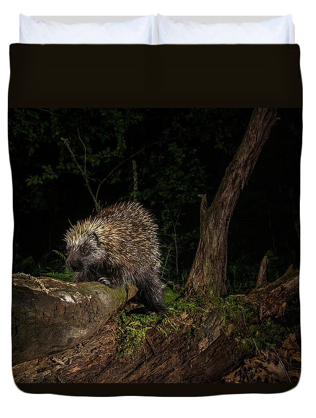 Sebastian Kennerknecht Duvet Cover featuring the photograph Porcupine At Night In The Berkshires by Sebastian Kennerknecht