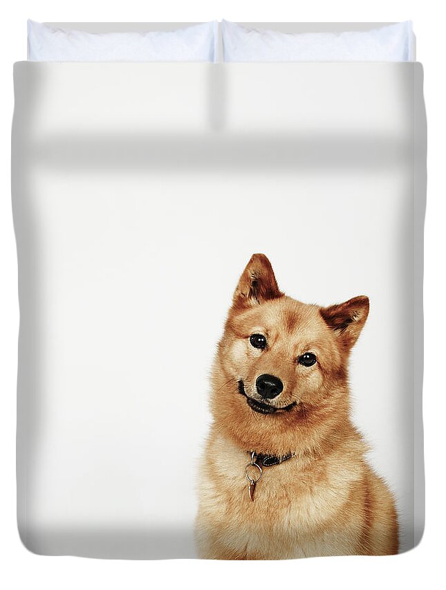 Pets Duvet Cover featuring the photograph Portrait Of A Finnish Spitz Dog Smiling by Flashpop