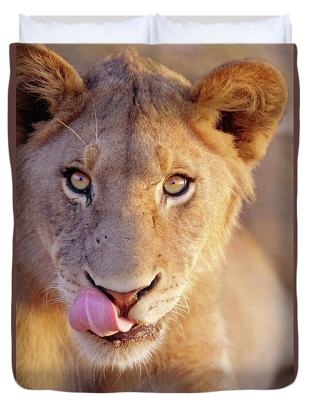 Animal Themes Duvet Cover featuring the photograph Portrait Of A Young Male Lion Showing by Laurence Monneret