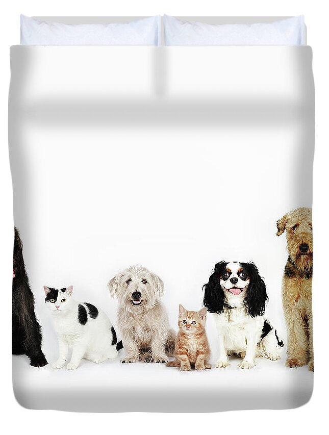Pets Duvet Cover featuring the photograph Portrait Of Cats And Dogs Sitting by Flashpop