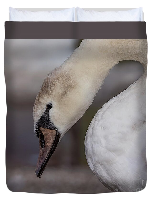 Photography Duvet Cover featuring the photograph Pretty Cygnet by Alma Danison