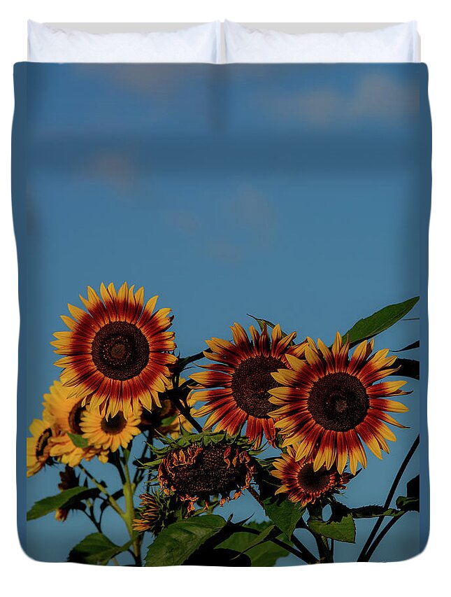Nature Duvet Cover featuring the photograph Prince Edward Island Sunflowers by Douglas Wielfaert