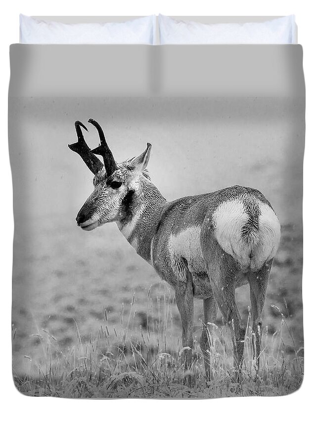 Disk1215 Duvet Cover featuring the photograph Pronghorn Antelope Yellowstone by Tim Fitzharris