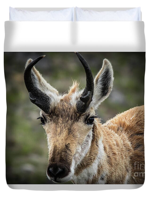 #pronghorn Duvet Cover featuring the photograph Pronghorn by George Kenhan