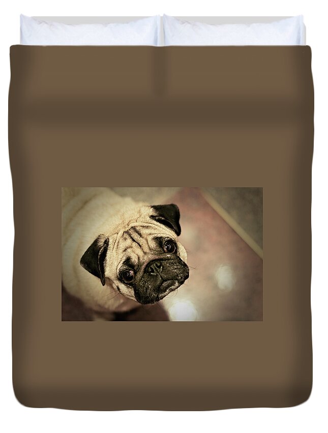 Pets Duvet Cover featuring the photograph Pug Dog by Grumpymonkee