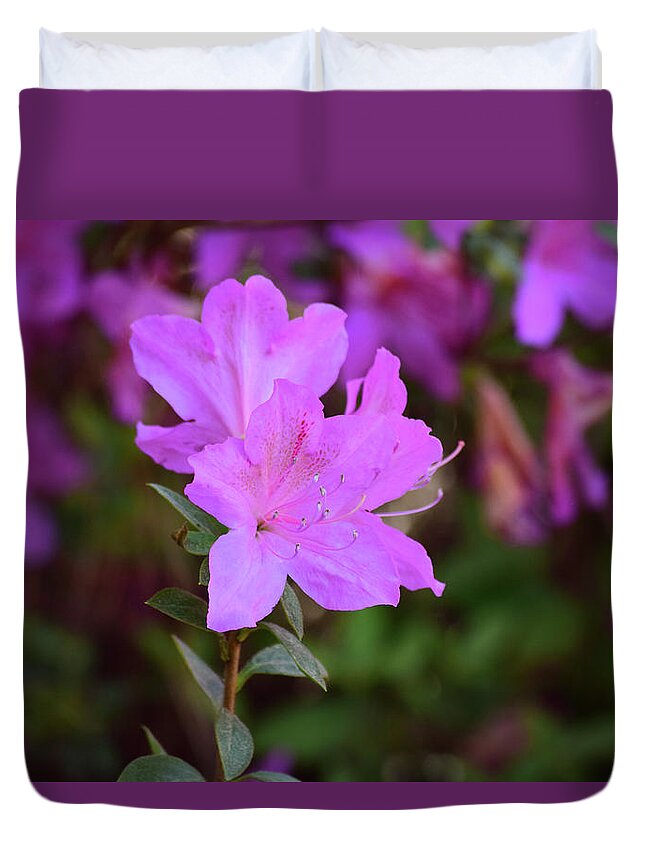 Flowers Duvet Cover featuring the photograph Purple Azaleas in Bloom by Nicole Lloyd
