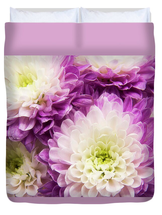 Purple Garden Mums Duvet Cover featuring the photograph Purple Garden Mums by Cindi Ressler