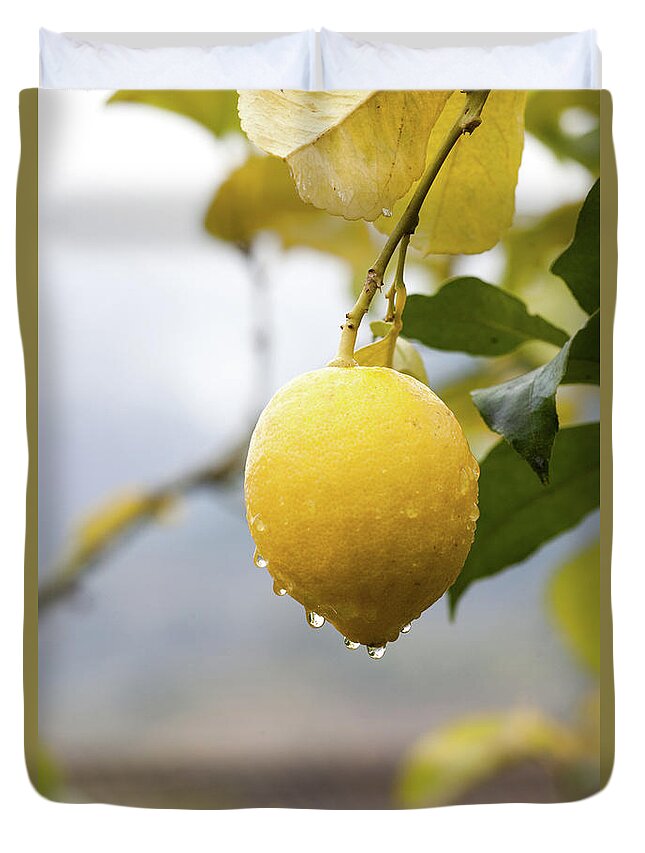 Hanging Duvet Cover featuring the photograph Raindrops Dripping From Lemons by Guido Mieth
