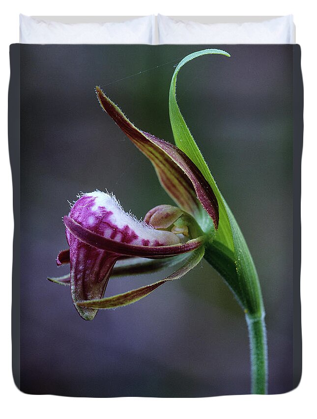 Michigan Duvet Cover featuring the photograph Rams Head Ladys Slipper Orchid by Robert Cable