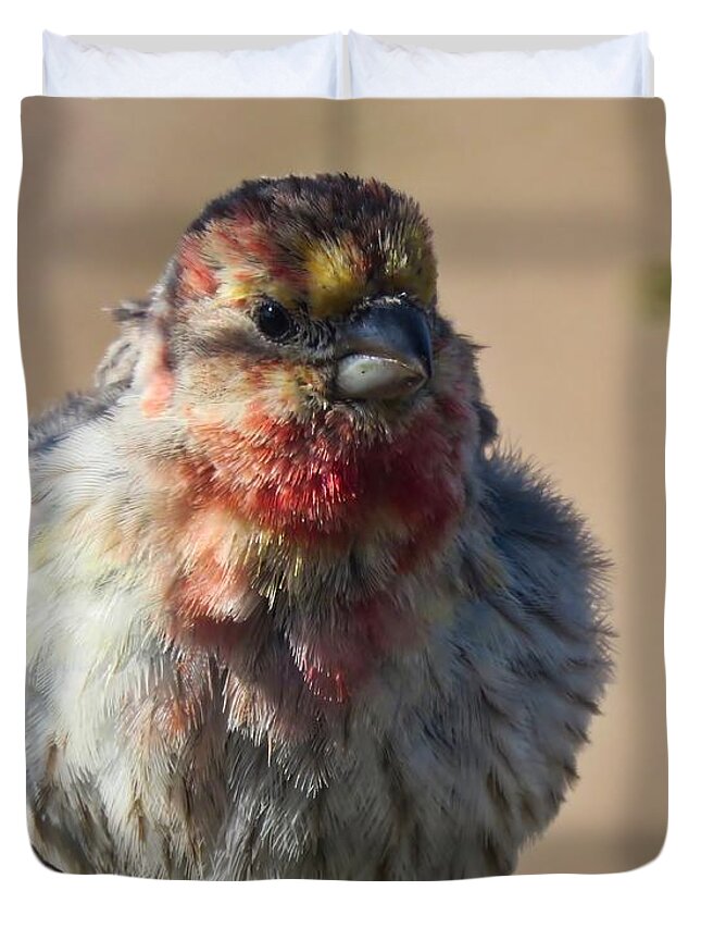 Arizona Duvet Cover featuring the photograph Rare Multicolored Male House Finch by Judy Kennedy