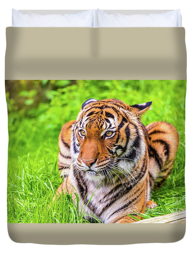 Animal Duvet Cover featuring the photograph Ready to Pounce by Dheeraj Mutha