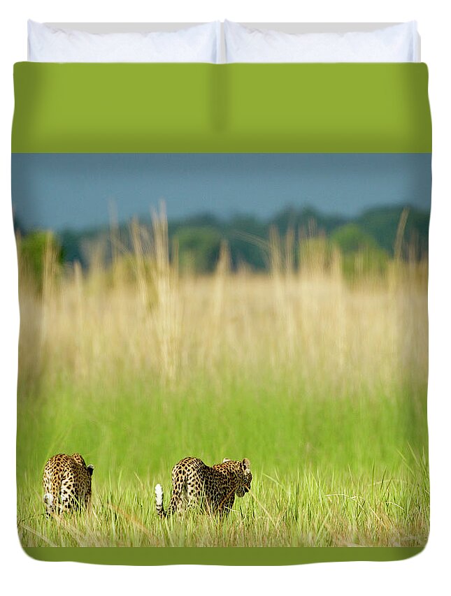 Grass Family Duvet Cover featuring the photograph Rear View Of Leopard Panthera Pardus by Shem Compion