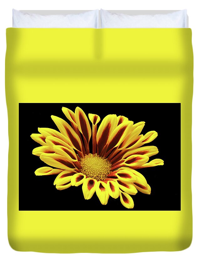 Chrysanthemum Duvet Cover featuring the photograph Red And Yellow Mum. by Terence Davis