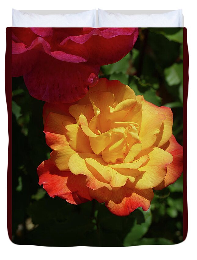Seattle Duvet Cover featuring the photograph Red and yellow Rio Samba roses by Steve Estvanik