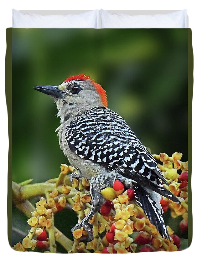 Bird Duvet Cover featuring the photograph Red-crowned Woodpecker by Alan Lenk