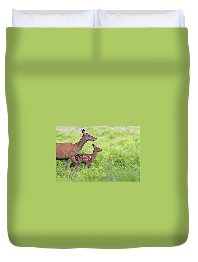 Grass Duvet Cover featuring the photograph Red Deer Doe And Fawn by Mcdonald P. Mirabile