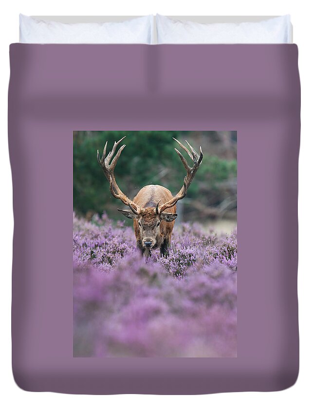 Heather Duvet Cover featuring the photograph Red Deer In The Heather by Rob Christiaans