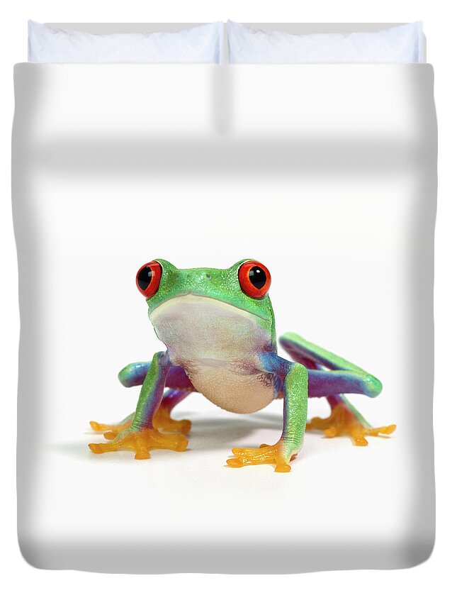 White Background Duvet Cover featuring the photograph Red Eyed Frog Agalychnis Callidryas by Don Farrall