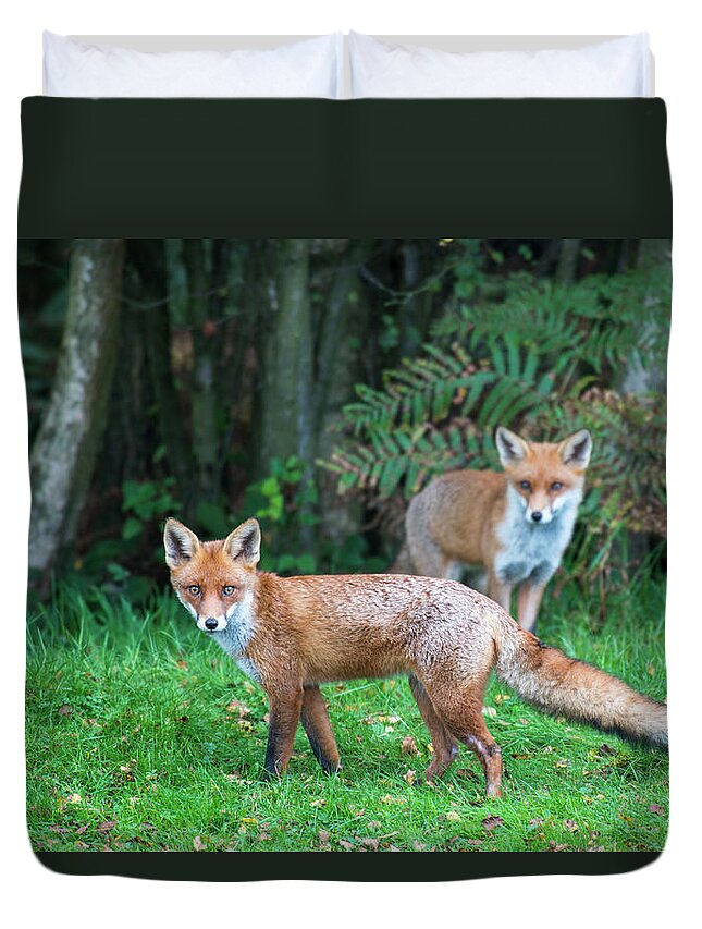 Grass Duvet Cover featuring the photograph Red Fox Cubs At Edge Of Forest by James Warwick