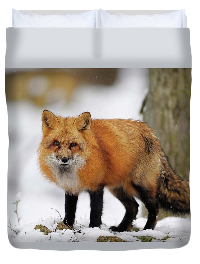 Snow Duvet Cover featuring the photograph Red Fox In Winter Forest by Raimund Linke