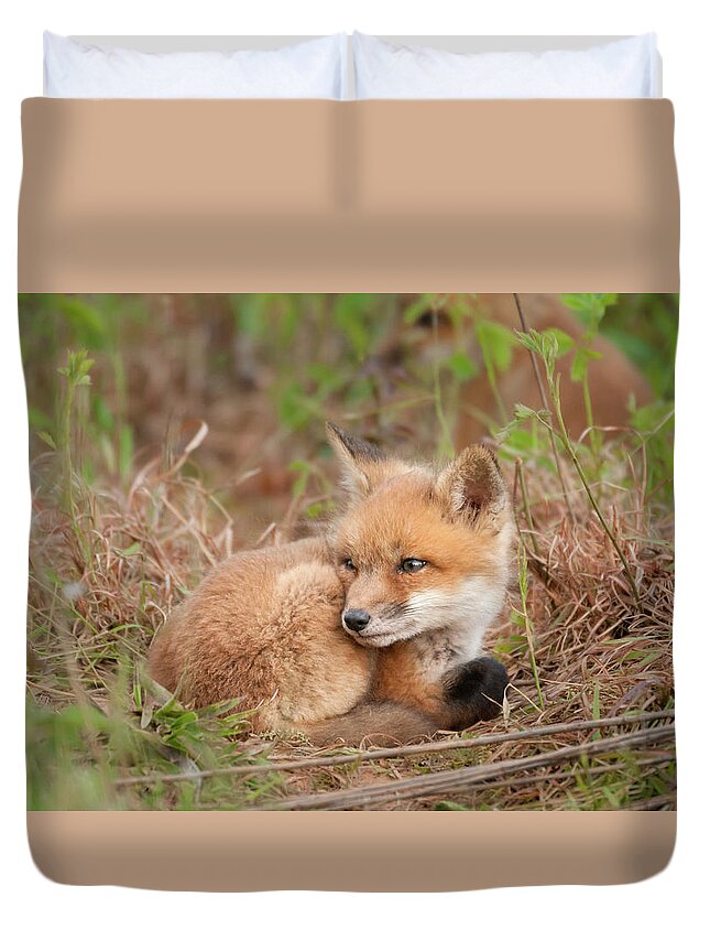 Red Fox Kit Watchful Duvet Cover featuring the photograph Red Fox Kit - Watchful #2 by Todd Henson
