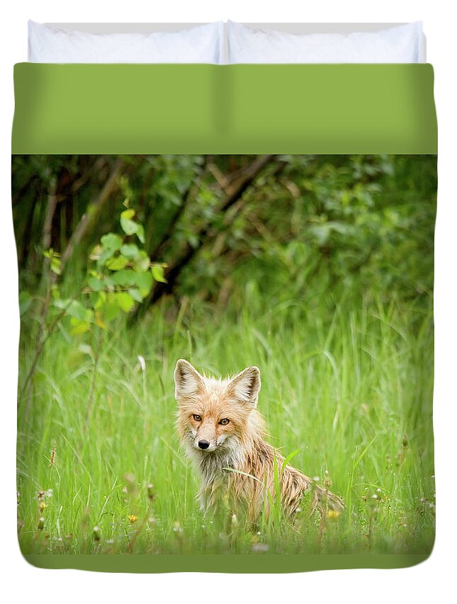 Tranquility Duvet Cover featuring the photograph Red Fox Vulpes Vulpes In Prince Albert by Philippe Widling / Design Pics