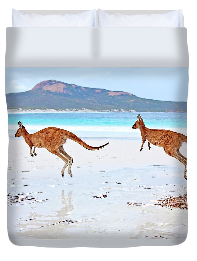 Water's Edge Duvet Cover featuring the photograph Red Kangaroos Macropus Rufus On A Beach by John W Banagan