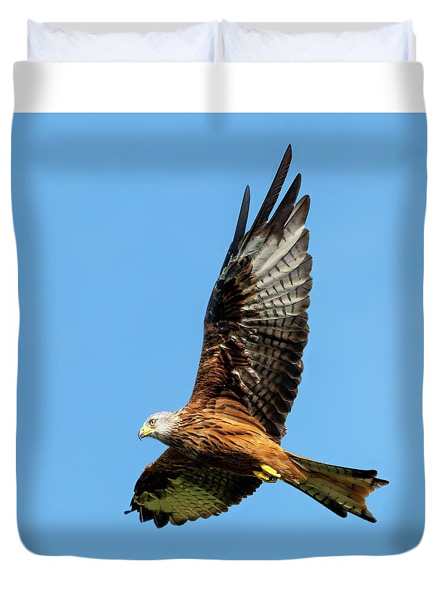 Red Kite Duvet Cover featuring the photograph Red Kite soaring by Steev Stamford