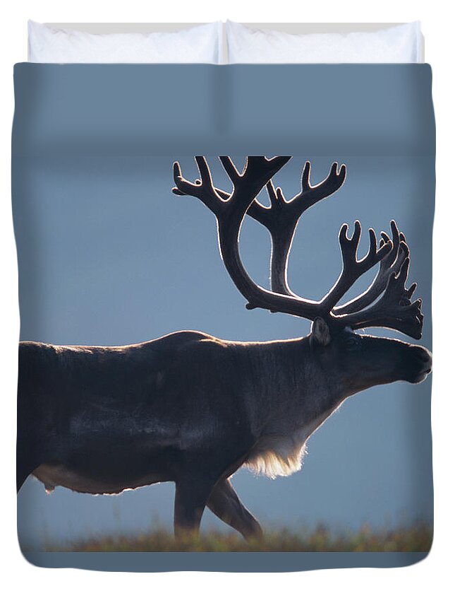Male Animal Duvet Cover featuring the photograph Reindeer Rangifer Tarandus Bull, Side by Eastcott Momatiuk