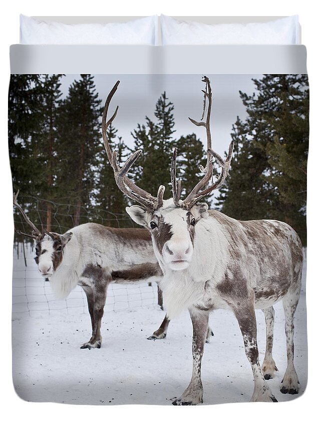 Working Animal Duvet Cover featuring the photograph Reindeer, Sweden by Arctic-images