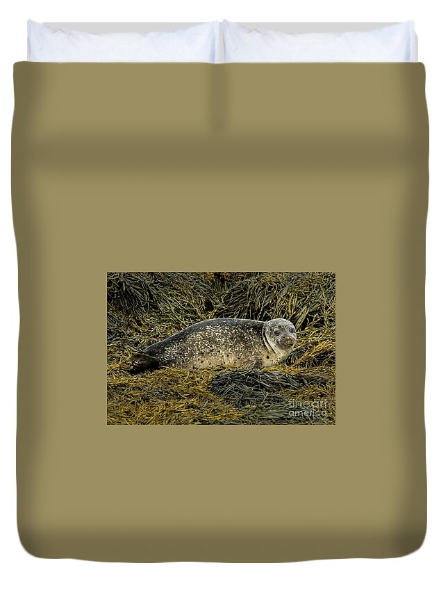 Animal Duvet Cover featuring the photograph Relaxing Common Seal At The Coast Near Dunvegan Castle On The Isle Of Skye In Scotland by Andreas Berthold