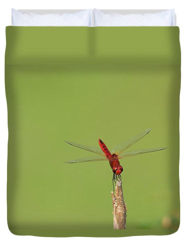 Animal Themes Duvet Cover featuring the photograph Resting Dragonfly by John Lund