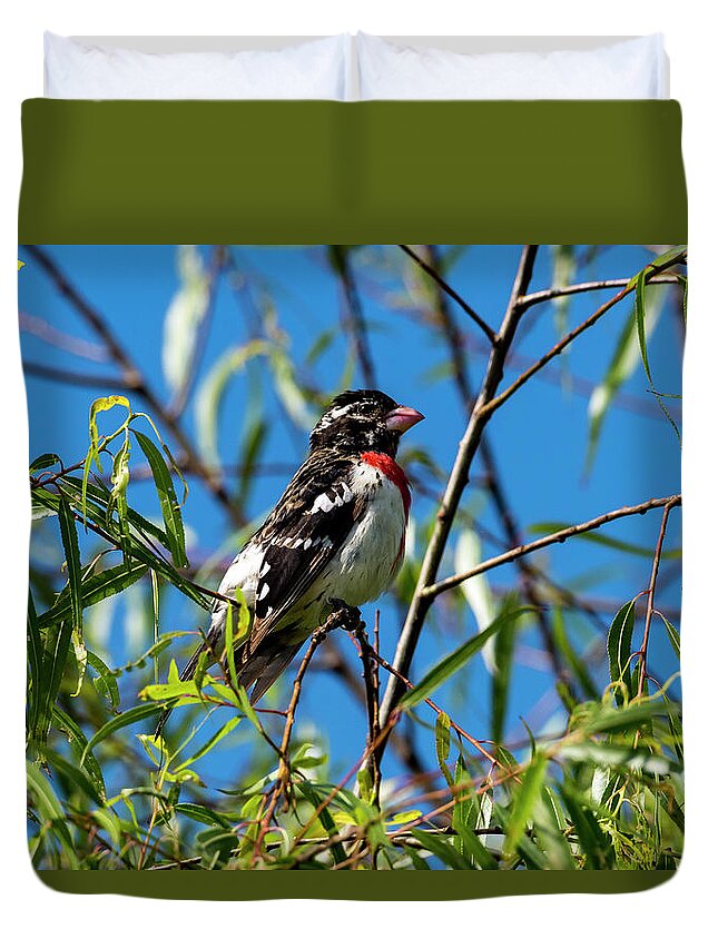 Bird Duvet Cover featuring the photograph Resting Rose Breasted Grosbeak by David Morefield