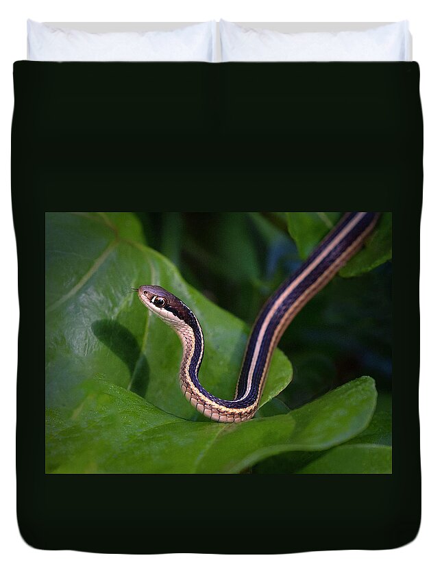 Snake Duvet Cover featuring the photograph Ribbon on Green by Art Cole