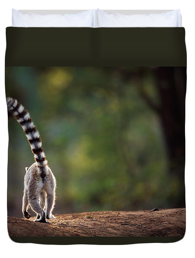 Animal Themes Duvet Cover featuring the photograph Ring-tailed Lemur Walking Away Rear View by Anup Shah