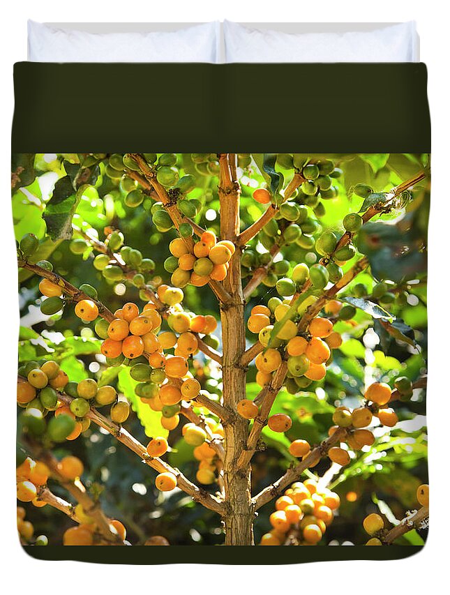 Outdoors Duvet Cover featuring the photograph Ripe Yellow Coffee Beans On Tree by Picturegarden