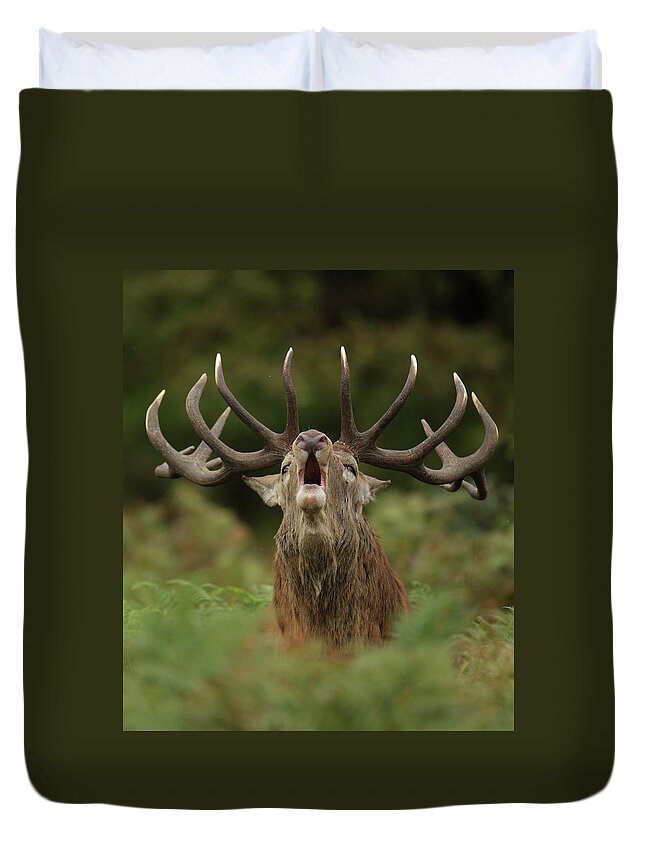 Horned Duvet Cover featuring the photograph Roaring Stag by Copyright Neil Neville