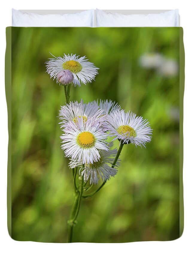 Erigeron Pulchellus Duvet Cover featuring the photograph Robin's Plantain - Erigeron pulchellus Wildflowers by Kathy Clark
