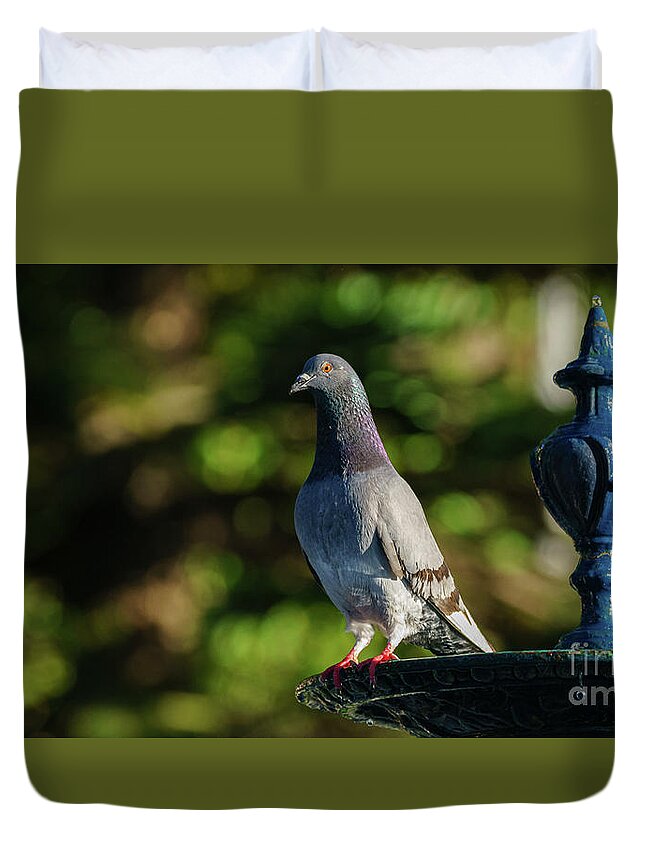 Feather Duvet Cover featuring the photograph Rock Pigeon at Genoves Park Fountain Cadiz by Pablo Avanzini