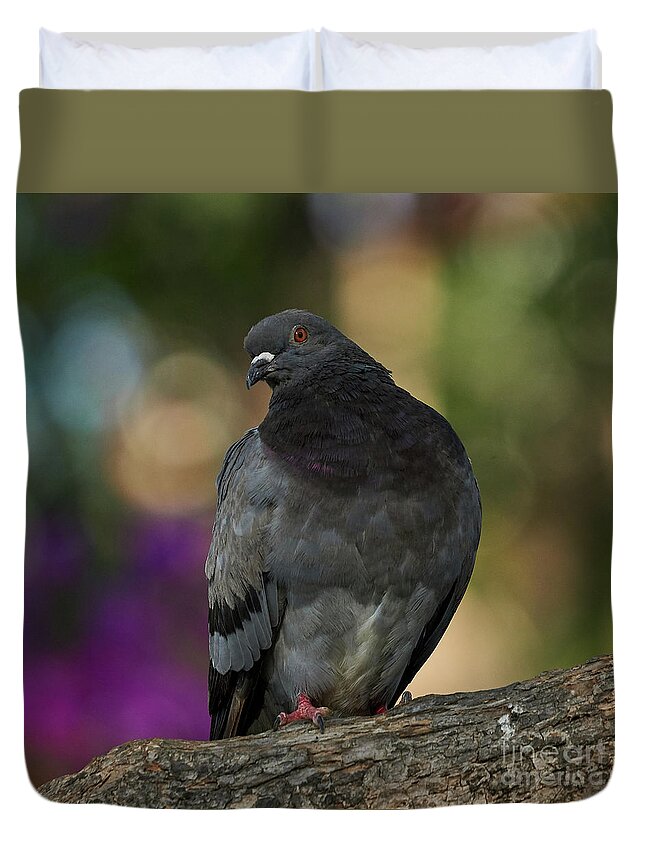 Pigeon Duvet Cover featuring the photograph Rock Pigeon Perched on a Tree Colorful Background by Pablo Avanzini