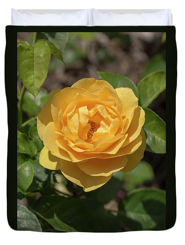 Rose Duvet Cover featuring the photograph Rosa Golden Fairy Tale by Dawn Cavalieri