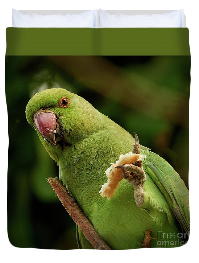 Bright Duvet Cover featuring the photograph Rose-ringed Parakeet Psittacula krameri by Pablo Avanzini