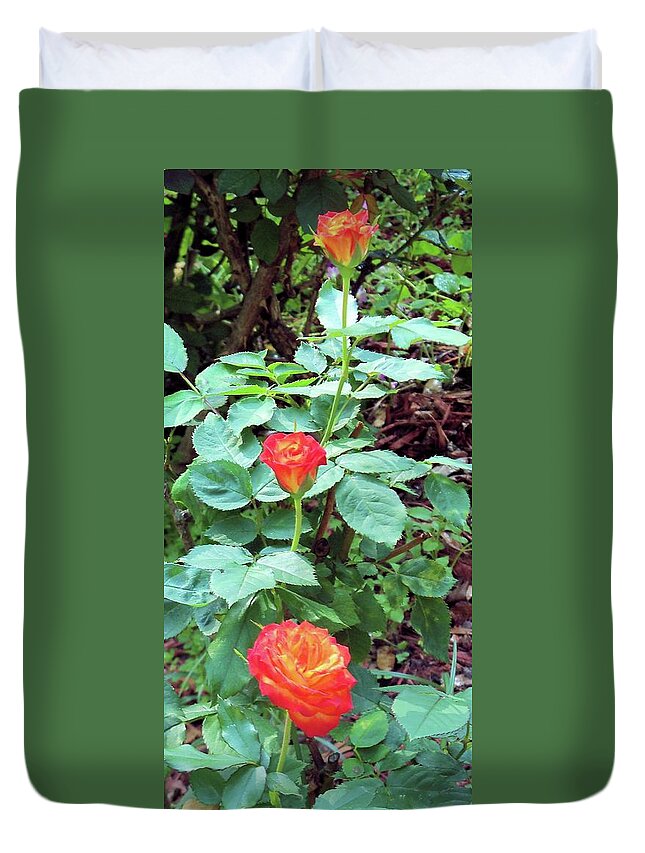 Flowers Duvet Cover featuring the photograph Rose Trio by Karen Stansberry