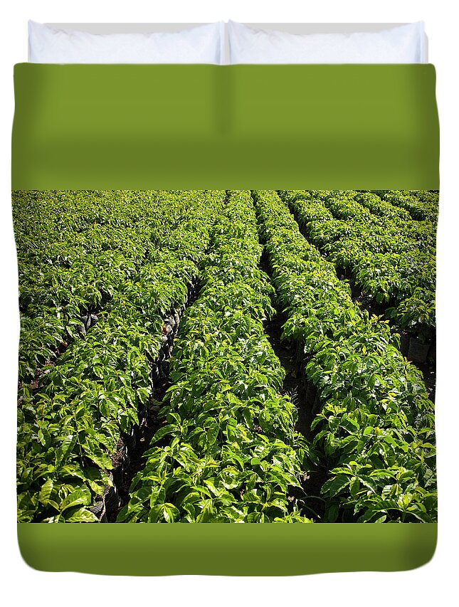 In A Row Duvet Cover featuring the photograph Rows Of Young Coffee Trees by Picturegarden