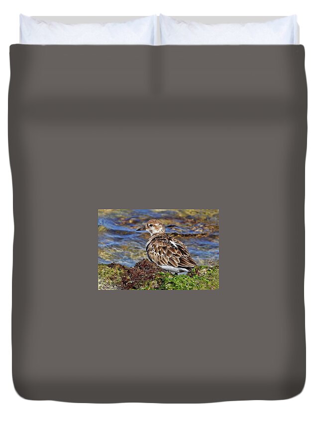 Ruddy Turnstone Duvet Cover featuring the photograph Ruddy By The Sea by HH Photography of Florida