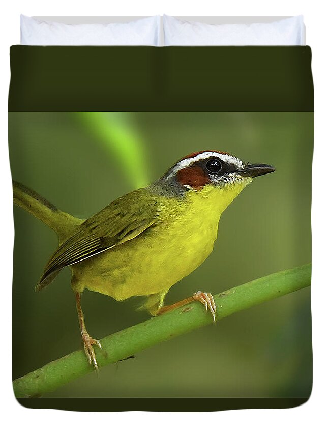 Bird Duvet Cover featuring the photograph Rufus-capped Warbler by Alan Lenk