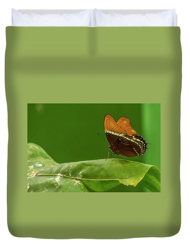Butterfly Jungle Duvet Cover featuring the photograph Rusty-Tipped Page Butterfly by Donald Pash